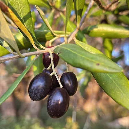דירה Maria 1